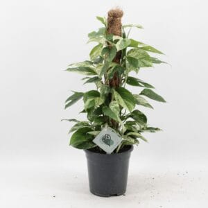Epipremnum pinnatum Epipremnum Pinnatum Marble Variegata mosstok
(6 Plants/Order)(17cmP 60cmH)