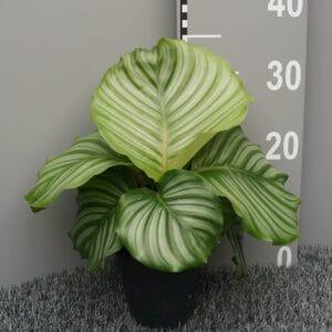 Calathea orbifolia
(6 Plants/Order)(12cmP 35cmH)