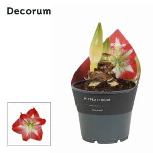 Hippeastrum Amaryllis Exotic Striped 2 bud Extra OP
(7 Plants/Order)(14cmP 25cmH)