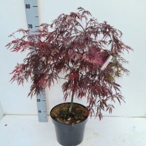 Acer palmatum Inaba-shidare Acer palmatum 'Inaba-Shidare'
(1 Plants/Order)(26cmP 70cmH)