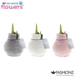 Hippeastrum Wax Fashionz Cozy Fluffy
(6 Plants/Order)(5cmP 15cmH)