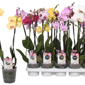 Phalaenopsis mixed 5 Colours (enk Phalaenopsis Star Mix, 2-spike 12+
(10 Plants/Order)(12cmP 50cmH)