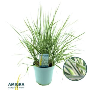 Calamagrostis x Overdam Calamagrostis accutiflora 'Overdam'
(1 Plants/Order)(17cmP 50cmH)