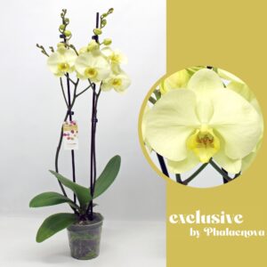 Phalaenopsis Green touch 2-tak 60cm (GROEN)
(4 Plants/Order)(12cmP 60cmH)