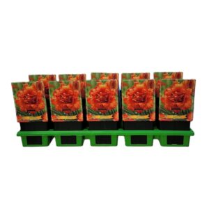 Hemerocallis Hemerocallis 'Awesome Luck' P11
(10 Plants/Order)(11cmP 25cmH)