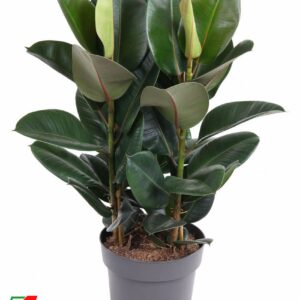 Ficus Elastica Robusta Ficus Elastica Robusta 3PP P27
(1 Plants/Order)(27cmP 90cmH)