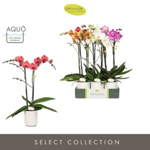 Phalaenopsis Optistar Hollywood mix 2 spike 50 cm in Molise White Aquo
(6 Plants/Order)(12cmP 50cmH)