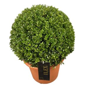 Ilex crenata Stokes Ilex crenata 'Stokes ball p28 (th) 40-45 ©
(1 Plants/Order)(28cmP 40cmH)