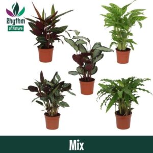 Calathea Calathea 12cm mixed - Rhythm of Nature
(10 Plants/Order)(12cmP 40cmH)