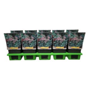 Hosta Blue Cadet Hosta 'Blue Cadet' P11
(10 Plants/Order)(11cmP 25cmH)