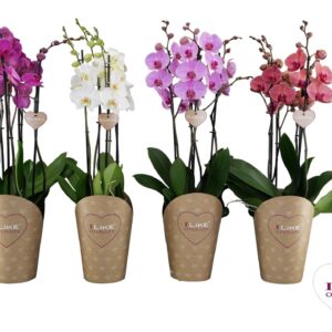 Phalaenopsis mixed Duetto mix - 4 spike
(4 Plants/Order)(17cmP 70cmH)