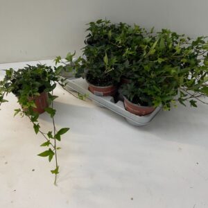 Hedera Shamrock Hedera Shamrock 25 cm
(8 Plants/Order)(12cmP 25cmH)