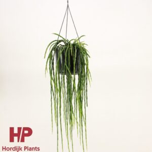 Rhipsalis paradoxa Rhipsalis paradoxa minor
(6 Plants/Order)(15cmP 45cmH)