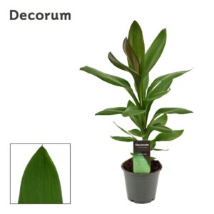 Cordyline Glauca Cordyline Glauca 12 cm ( Decorum) 
(10 Plants/Order)(12cmP 40cmH)