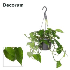 Epipremnum pinnatum Hang Epipremnum pinnatum hang
(4 Plants/Order)(17cmP 35cmH)