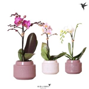 Phalaenopsis mixed Kolibri Orchids Phalaenopsis mix 1 spike in Maze white purpel
(5 Plants/Order)(9cmP 40cmH)