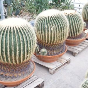 Echinocactus grusonii Echinocactus grusonii single 70 cm
(1 Plants/Order)(70cmP 80cmH)