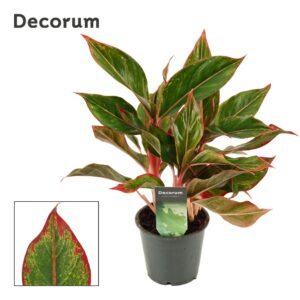 Aglaonema Crete Aglaonema Crete 12 cm (Decorum) 
(10 Plants/Order)(12cmP 35cmH)