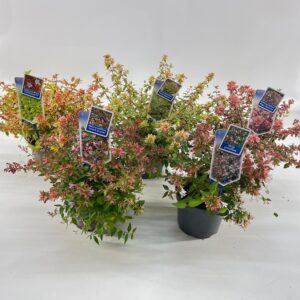 Abelia Sunshine Daydream Abelia grandiflora Sunshine Daydream ('Abelops'PBR) 
(1 Plants/Order)(17cmP 30cmH)