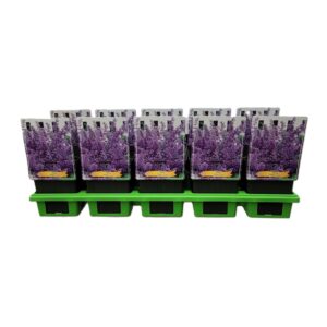 Nepeta Nepeta 'Walker's Low' P11
(10 Plants/Order)(11cmP 25cmH)