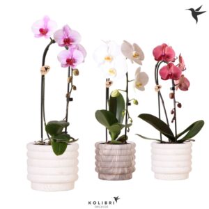 Phalaenopsis Elegant Cascade Kolibri Orchids Cascade Niagara Fall mix 1 spike in Marble Pot mix
(4 Plants/Order)(12cmP 50cmH)