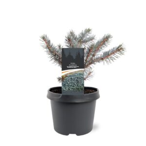 Picea pungens Picea pungens 'Karpaten' (pbr)
(1 Plants/Order)(19cmP 25cmH)