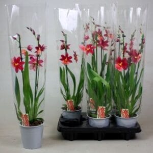 Cambria Nelly Isler Cambria Nelly Isler 2T small
(10 Plants/Order)(12cmP 40cmH)