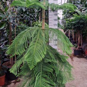 Araucaria heterophylla Araucaria 260
(1 Plants/Order)(35cmP 260cmH)