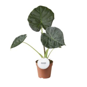 Alocasia Regal Shields Alocasia Regal Shields
(6 Plants/Order)(12cmP 45cmH)