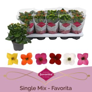 Kalanchoe Kalanchoe Favorita 6 colour mix - st 1
(10 Plants/Order)(10.5cmP 22cmH)