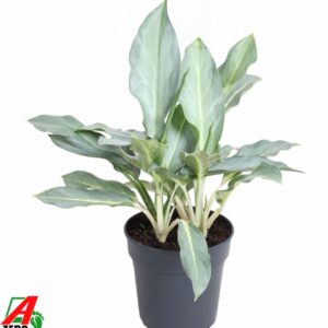 Aglaonema other Aglaonema Ghost
(21 Plants/Order)(19cmP 50cmH)