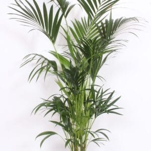 Howea forsteriana Howea forsteriana 10 per Pot
(1 Plants/Order)(27cmP 170cmH)