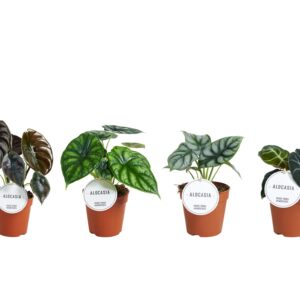 Alocasia mixed Alocasia mix
(8 Plants/Order)(12cmP 30cmH)