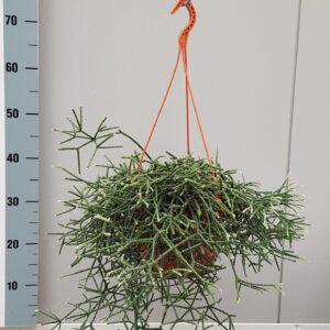 Rhipsalis pilocarpa Rhipsalis Pilocarpa 20cm
(1 Plants/Order)(20cmP 50cmH)