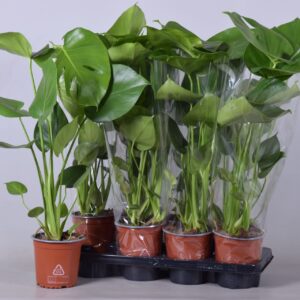 Monstera deliciosa monstera Pot 14 cm 
(8 Plants/Order)(14cmP 55cmH)