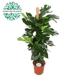 Monstera deliciosa Monstera Deliciosa MOSSTOK p27
(1 Plants/Order)(27cmP 130cmH)