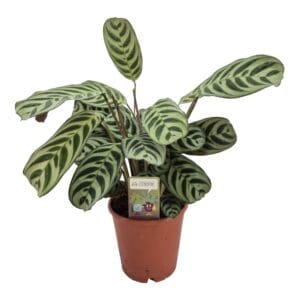 Ctenanthe burle-marxii Ctenanthe Amabilis ( burle marxie )
(8 Plants/Order)(14cmP 35cmH)