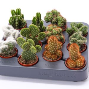 Cactus Cactus mix 5,5 
(12 Plants/Order)(5.5cmP 8cmH)