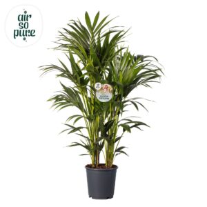 Howea forsteriana KENTIA - P24 H120 - 8PP - Air So Pure (Howea forsteriana)
(1 Plants/Order)(24cmP 120cmH)