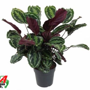 Calathea Medallion Calathea Medaillon
(1 Plants/Order)(27cmP 90cmH)