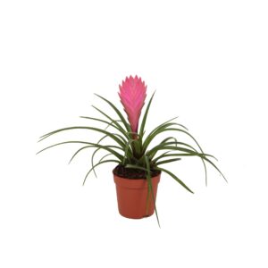Tillandsia cyanea 7 cm Tillandsia Cyanea
(12 Plants/Order)(7cmP 20cmH)