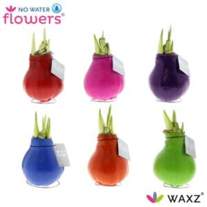 Droge ball Hippeastrum Wax Waxz® Happy mix
(6 Plants/Order)(5cmP 15cmH)