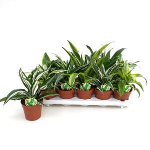 Dracaena mix Dracaena Dragonmix min. 5 Types
(8 Plants/Order)(12cmP 22cmH)