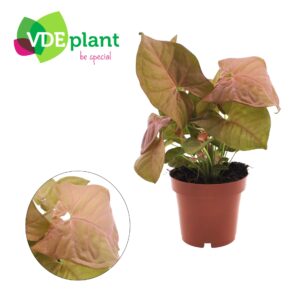 Syngonium podophyllum Syngonium Neon
(6 Plants/Order)(12cmP 25cmH)