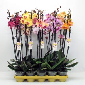 Phalaenopsis mixed mixed 2-tak 70cm (GROEN)
(10 Plants/Order)(12cmP 65cmH)