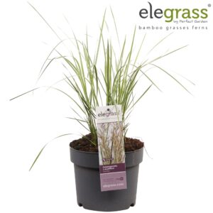Calamagrostis x Overdam Calamagrostis x acutiflora 'Overdam' P14
(8 Plants/Order)(14cmP 40cmH)