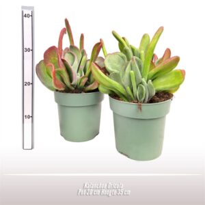 Kalanchoe
(2 Plants/Order)(20cmP 35cmH)