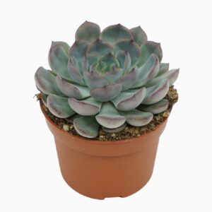 Echeveria Hercules Echeveria hercules 10,5 cm
(10 Plants/Order)(10.5cmP 14cmH)