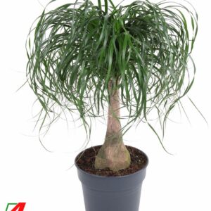 Nolina recurvata Beaucarnea stam P27 - 1,5ft
(1 Plants/Order)(27cmP 100cmH)