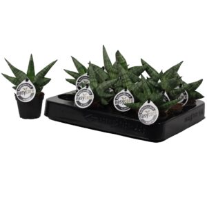 Sansevieria Sansevieria Boncellensis 6 cm
(20 Plants/Order)(6cmP 14cmH)